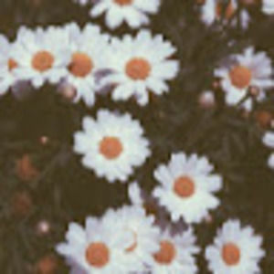 Meet your Posher, Zoe